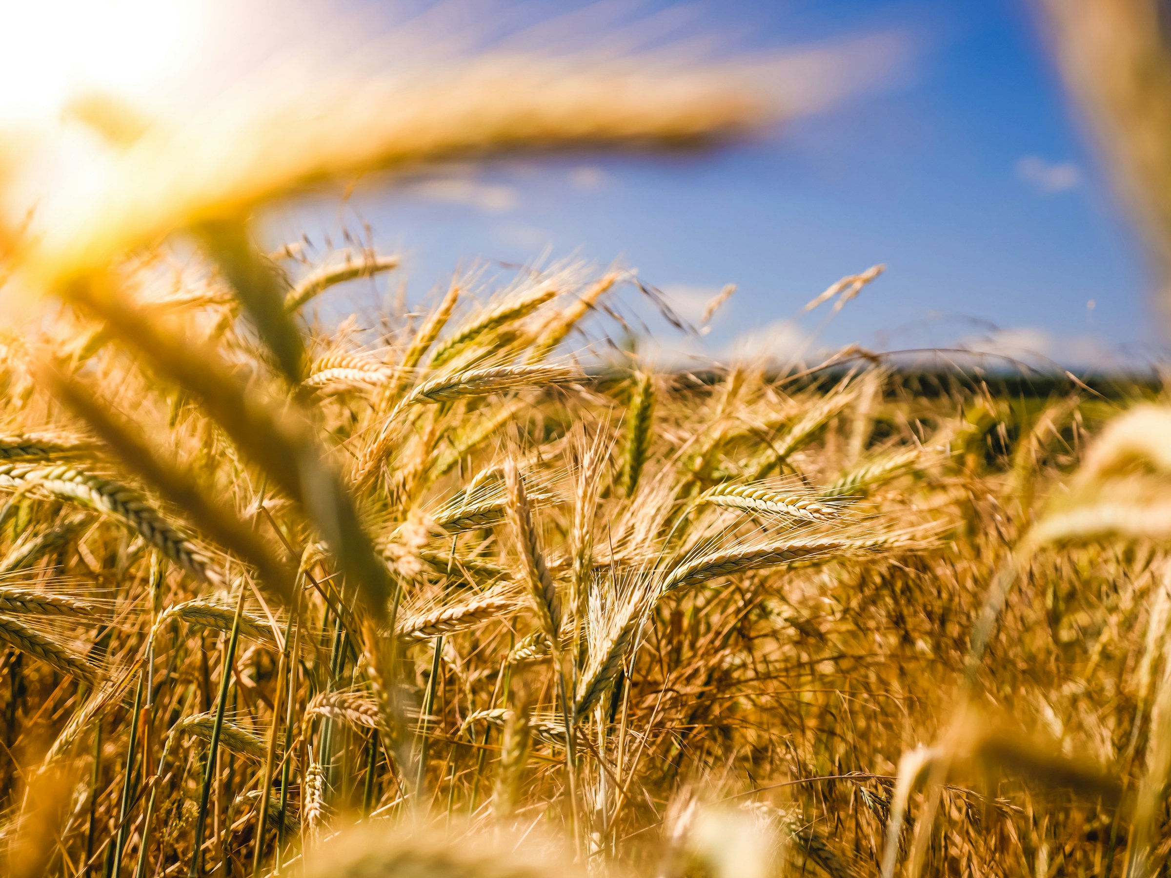 Agriculture & biogas